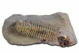 Flying Crotalocephalina Trilobite - Atchana, Morocco #359171-2
